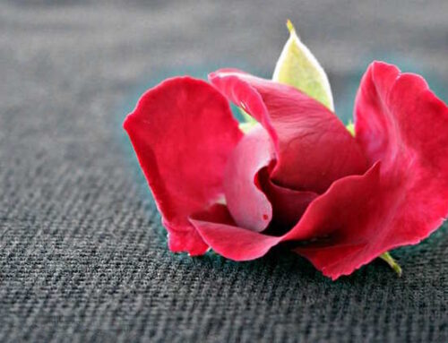 Dia das Mães: tendência é gastar mais e em presentes afetivos